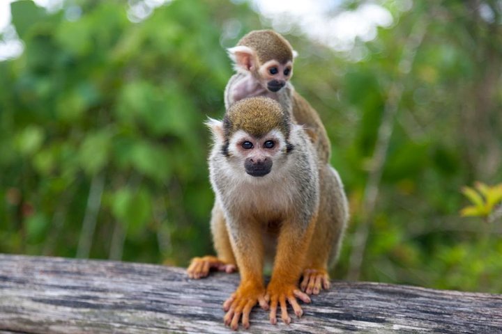 Experience a thrilling jungle buggy ride and encounter monkeys in Punta Cana, Dominican Republic, photo 9 | wizardtrip