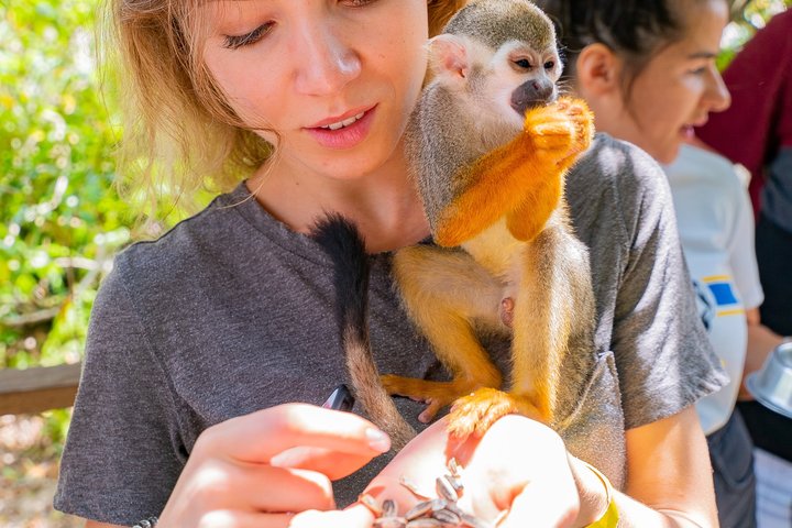 Experience a thrilling jungle buggy ride and encounter monkeys in Punta Cana, Dominican Republic, photo 13 | wizardtrip
