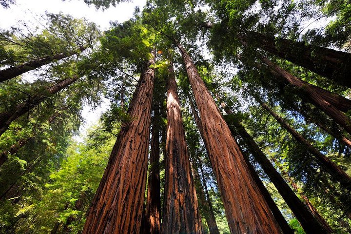 Muir Woods och Sausalito Morgontur Liten Grupp Halv Dag | wizardtrip