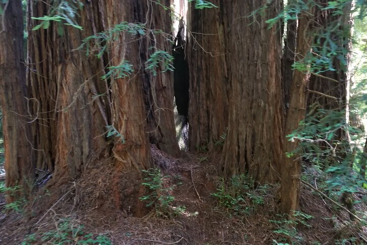 Liten grupptur till Muir Woods och Sausalito från San Francisco, foto 10 | wizardtrip