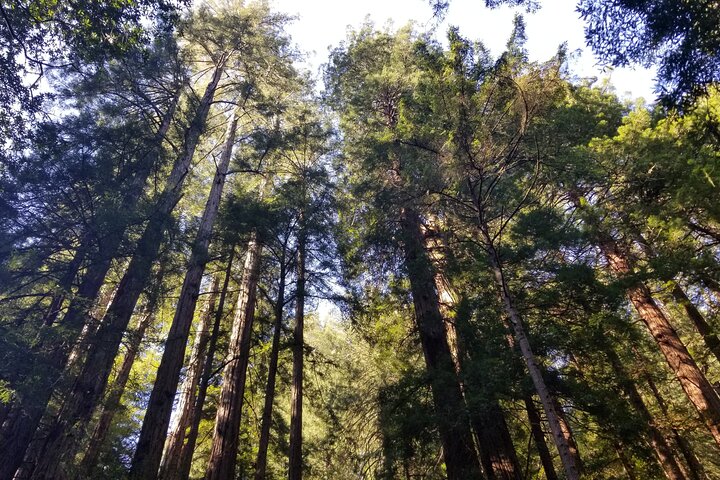 Liten grupptur till Muir Woods och Sausalito från San Francisco, foto 12 | wizardtrip