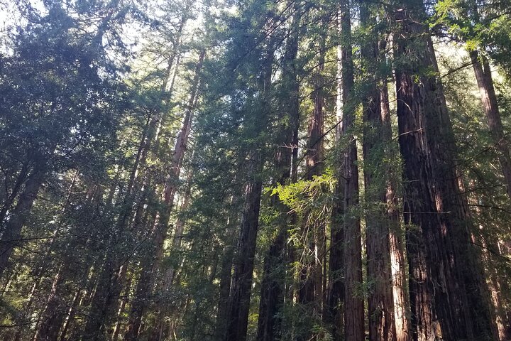 Liten grupptur till Muir Woods och Sausalito från San Francisco, foto 13 | wizardtrip