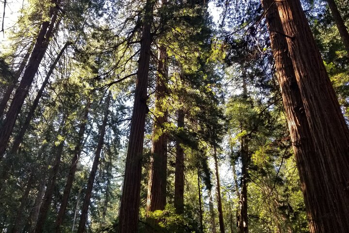 Liten grupptur till Muir Woods och Sausalito från San Francisco, foto 14 | wizardtrip