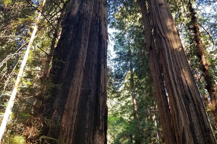 Liten grupptur till Muir Woods och Sausalito från San Francisco, foto 15 | wizardtrip