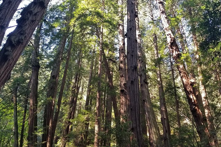Liten grupptur till Muir Woods och Sausalito från San Francisco, foto 16 | wizardtrip