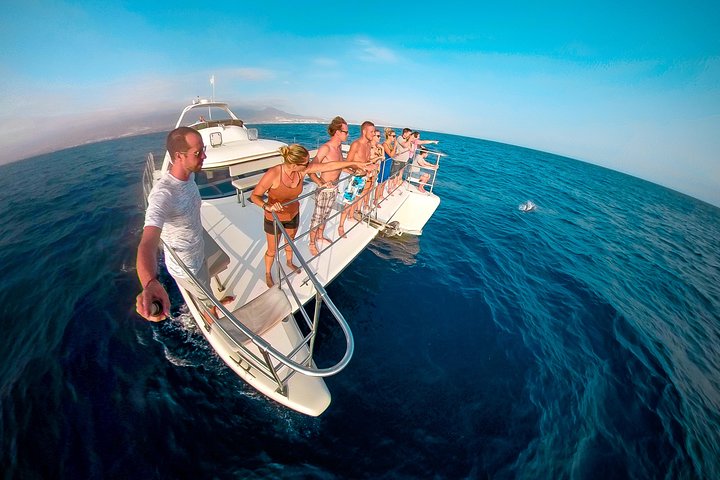 Whale and Dolphin Watching Catamaran with Transfer and Buffet | wizardtrip