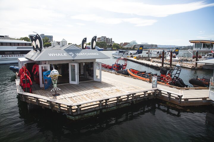 Excursión de avistamiento de ballenas en Victoria en barco Zodiac, avistando vida marina, foto 6 | wizardtrip