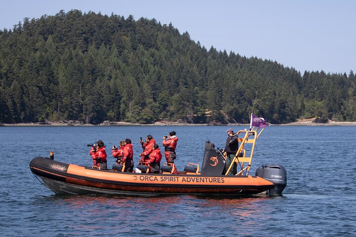 Excursión de avistamiento de ballenas en Victoria en barco Zodiac, avistando vida marina, foto 7 | wizardtrip