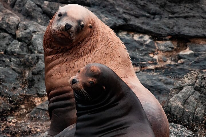 Excursión de avistamiento de ballenas en Victoria en barco Zodiac, avistando vida marina, foto 9 | wizardtrip