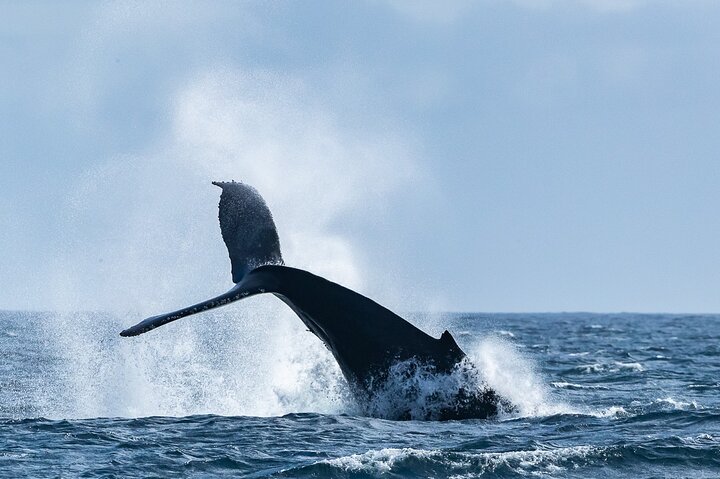 Excursión de avistamiento de ballenas en Victoria en barco Zodiac, avistando vida marina, foto 10 | wizardtrip