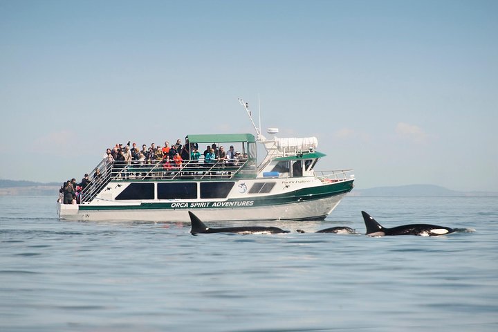 Summer Victoria Whale Watching Tour on a Covered Vessel | wizardtrip