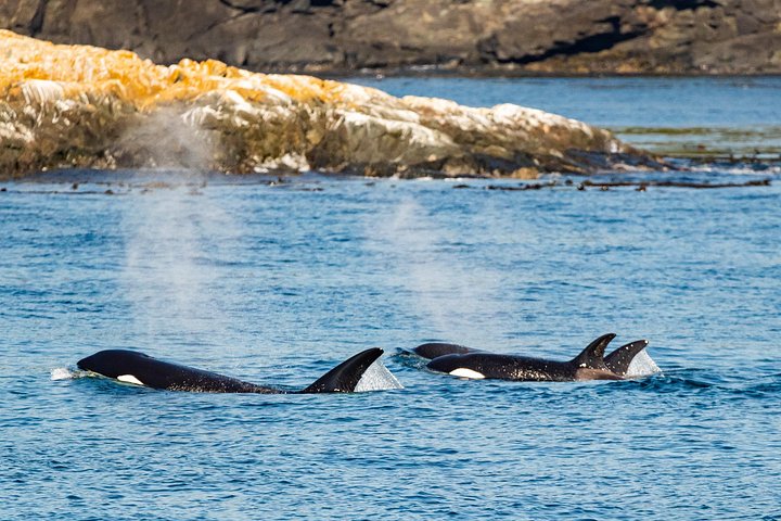 Passeio de observação de baleias em Victoria a bordo de uma confortável embarcação coberta com avistamentos de vida marinha, foto 10 | wizardtrip
