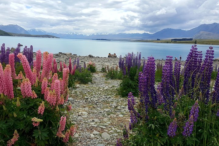 Ganztägige Tour von Christchurch zum Aoraki Mount Cook, Lake Tekapo und Tasman-Gletscher, Foto 8 | wizardtrip
