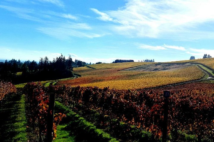 Excursion viticole panoramique dans la luxuriante vallée de la Willamette, Oregon, avec vignobles et dégustation de vin, photo 7 | wizardtrip