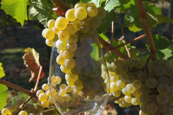 Excursion viticole panoramique dans la luxuriante vallée de la Willamette, Oregon, avec vignobles et dégustation de vin, photo 14 | wizardtrip