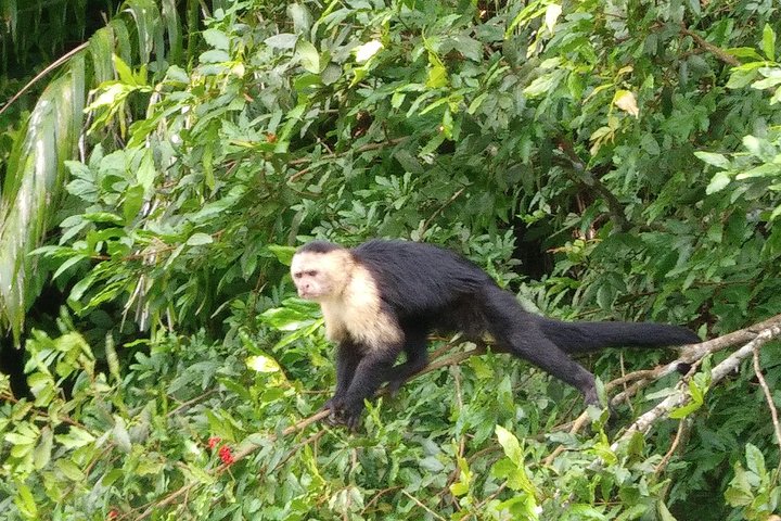Des touristes explorent le canal de Panama et le lac Gatun, observant des navires et la faune, photo 6 | wizardtrip