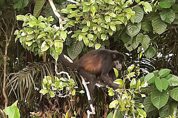 Des touristes explorent le canal de Panama et le lac Gatun, observant des navires et la faune, photo 11 | wizardtrip