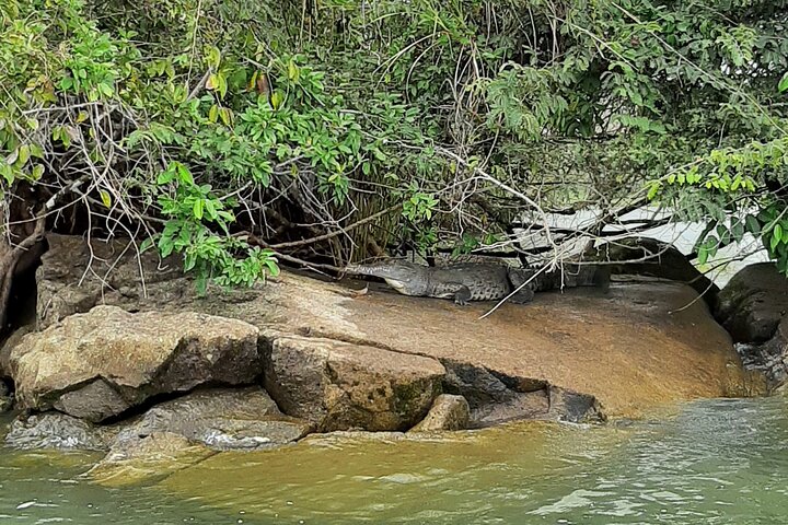 Des touristes explorent le canal de Panama et le lac Gatun, observant des navires et la faune, photo 14 | wizardtrip