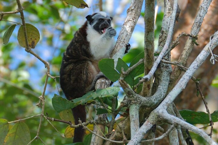 Panama-Kanal-Bootstour zu Affen- und Faultierinseln | wizardtrip
