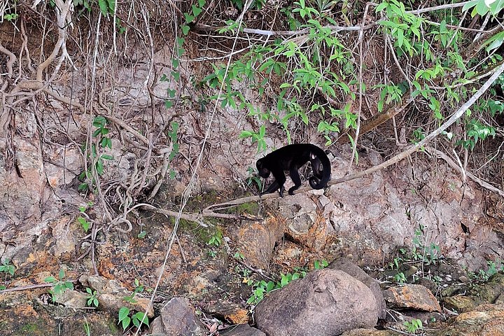 Boat tour on the Panama Canal, spotting monkeys and sloths on islands near Panama City, photo 7 | wizardtrip