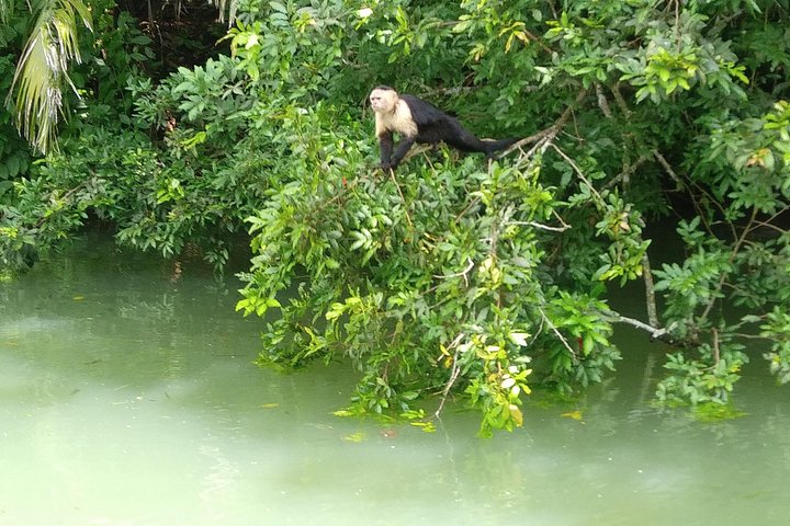 Boat tour on the Panama Canal, spotting monkeys and sloths on islands near Panama City, photo 9 | wizardtrip