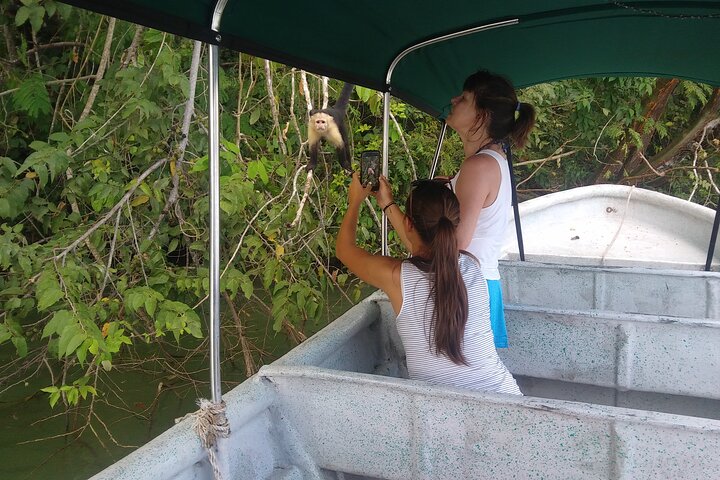 Boat tour on the Panama Canal, spotting monkeys and sloths on islands near Panama City, photo 11 | wizardtrip