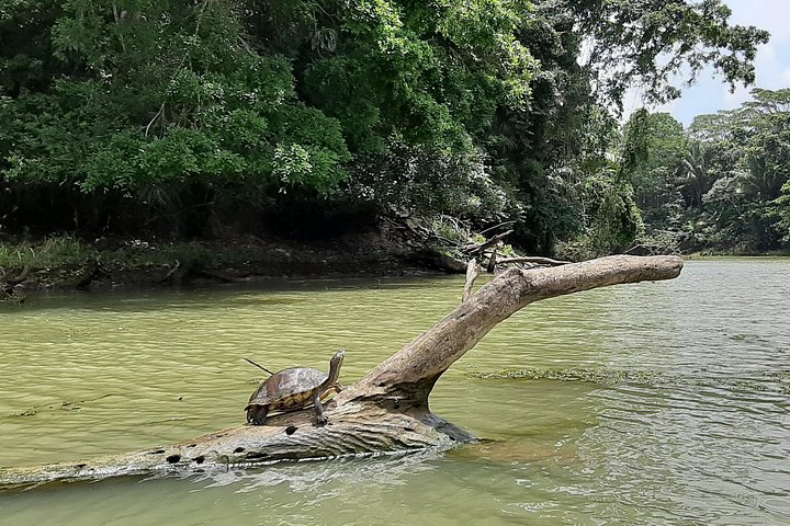 Boat tour on the Panama Canal, spotting monkeys and sloths on islands near Panama City, photo 12 | wizardtrip
