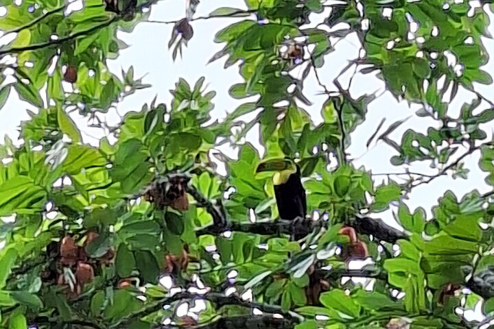 Boat tour on the Panama Canal, spotting monkeys and sloths on islands near Panama City, photo 13 | wizardtrip
