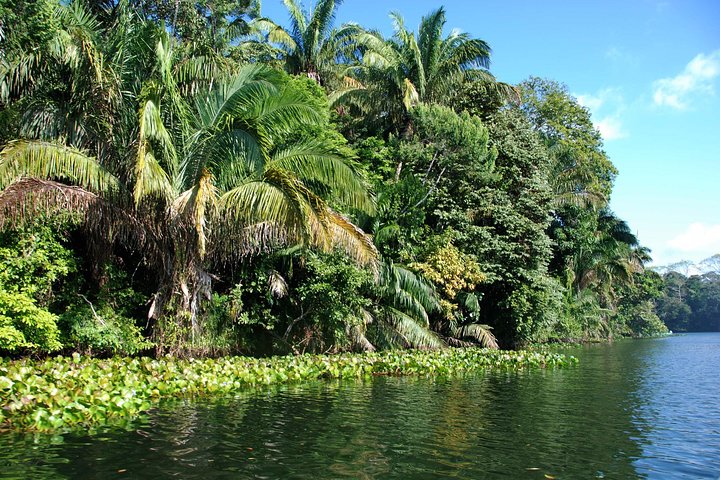 Boat tour on the Panama Canal, spotting monkeys and sloths on islands near Panama City, photo 14 | wizardtrip