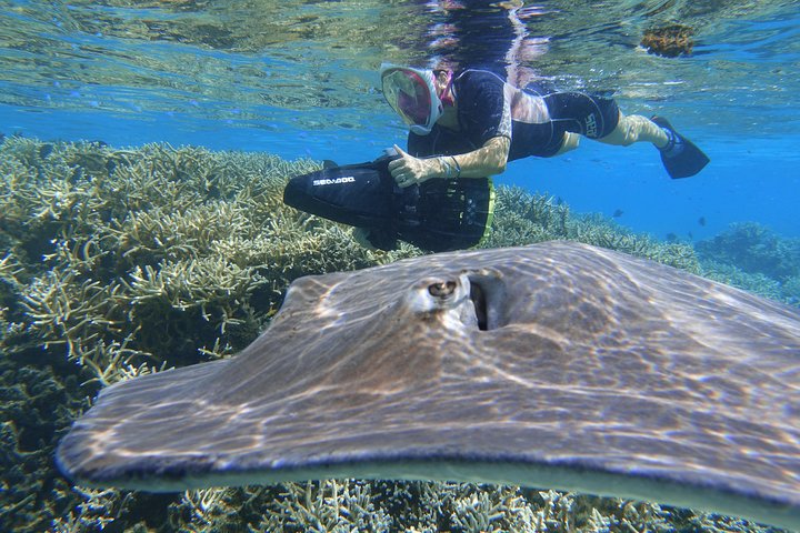 Profitez d'une aventure inoubliable de snorkeling en scooter des mers à Moorea, nageant avec la vie marine, photo 6 | wizardtrip