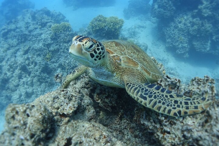 Profitez d'une aventure inoubliable de snorkeling en scooter des mers à Moorea, nageant avec la vie marine, photo 8 | wizardtrip