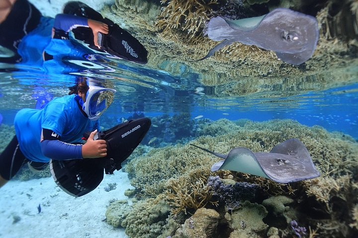 Profitez d'une aventure inoubliable de snorkeling en scooter des mers à Moorea, nageant avec la vie marine, photo 9 | wizardtrip