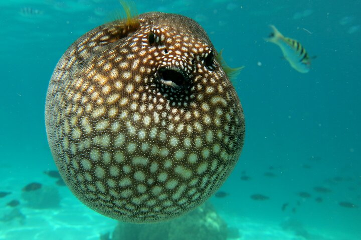 Profitez d'une aventure inoubliable de snorkeling en scooter des mers à Moorea, nageant avec la vie marine, photo 10 | wizardtrip