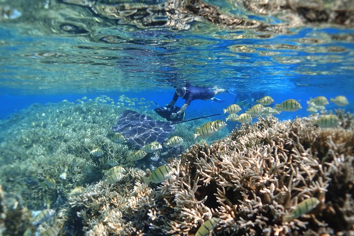 Profitez d'une aventure inoubliable de snorkeling en scooter des mers à Moorea, nageant avec la vie marine, photo 11 | wizardtrip