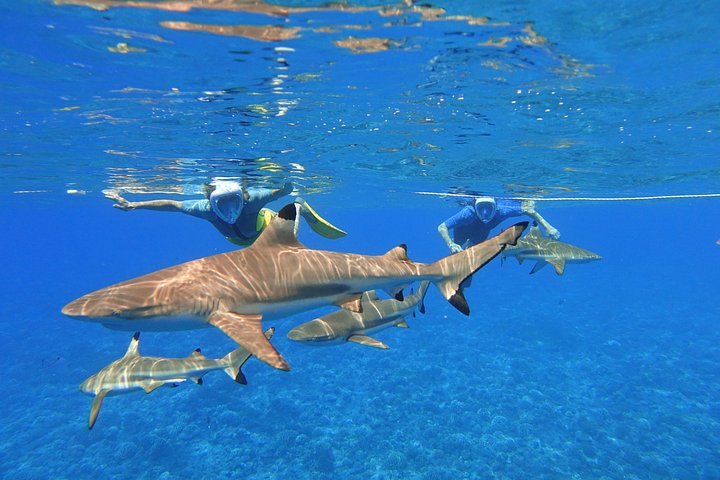 Profitez d'une aventure inoubliable de snorkeling en scooter des mers à Moorea, nageant avec la vie marine, photo 12 | wizardtrip