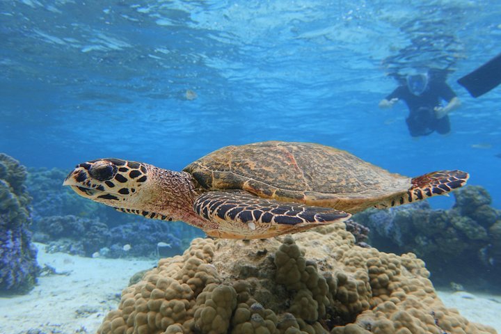 Profitez d'une aventure inoubliable de snorkeling en scooter des mers à Moorea, nageant avec la vie marine, photo 15 | wizardtrip
