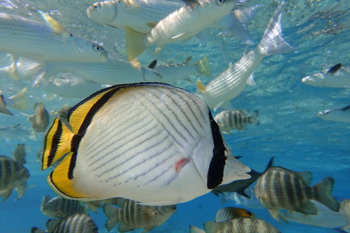 Profitez d'une aventure inoubliable de snorkeling en scooter des mers à Moorea, nageant avec la vie marine, photo 17 | wizardtrip