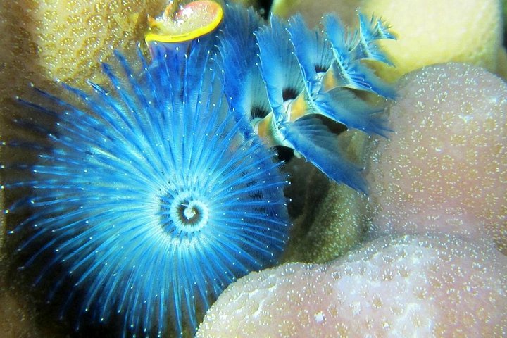 Profitez d'une aventure inoubliable de snorkeling en scooter des mers à Moorea, nageant avec la vie marine, photo 20 | wizardtrip