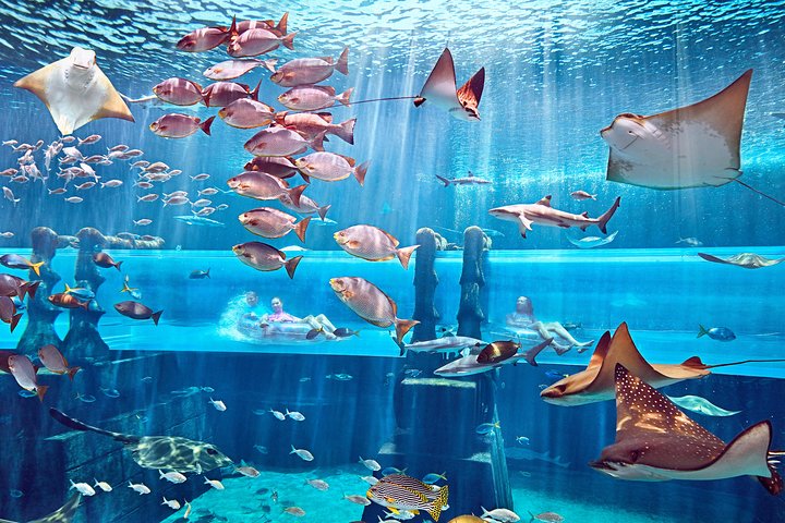 Experience thrilling rides and marine life at Aquaventure Waterpark in Dubai, photo 16 | wizardtrip