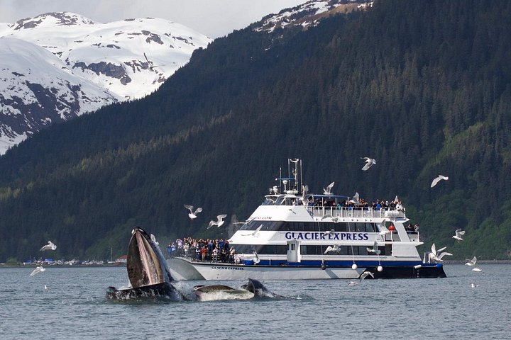 Croisière d'une journée dans le parc national des Kenai Fjords, Seward, Alaska, présentant des glaciers et la faune, photo 6 | wizardtrip