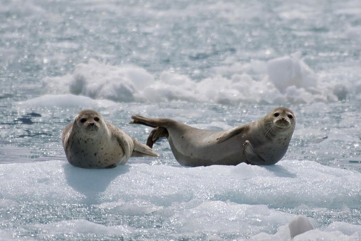 Croisière d'une journée dans le parc national des Kenai Fjords, Seward, Alaska, présentant des glaciers et la faune, photo 7 | wizardtrip