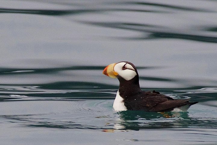 Croisière d'une journée dans le parc national des Kenai Fjords, Seward, Alaska, présentant des glaciers et la faune, photo 8 | wizardtrip