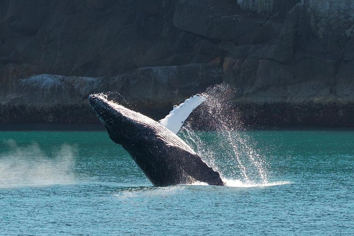 Croisière d'une journée dans le parc national des Kenai Fjords, Seward, Alaska, présentant des glaciers et la faune, photo 9 | wizardtrip