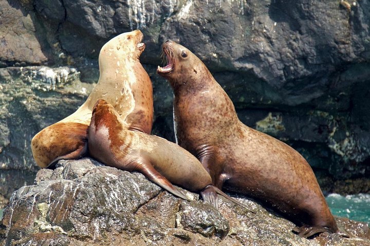 Croisière d'une journée dans le parc national des Kenai Fjords, Seward, Alaska, présentant des glaciers et la faune, photo 13 | wizardtrip