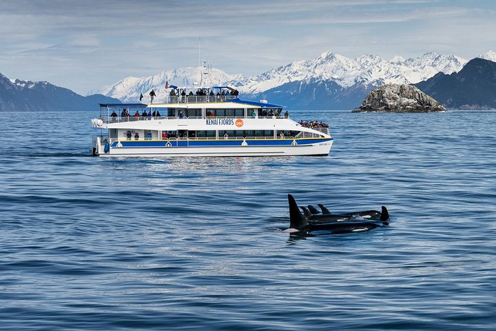 Kenai Fjords National Park Glacier & Wildlife Cruise | wizardtrip