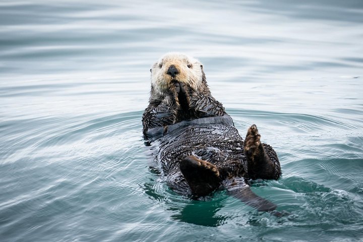 Naturskjønn isbre- og dyrelivscruise i Kenai Fjords nasjonalpark, Seward, Alaska, foto 7 | wizardtrip