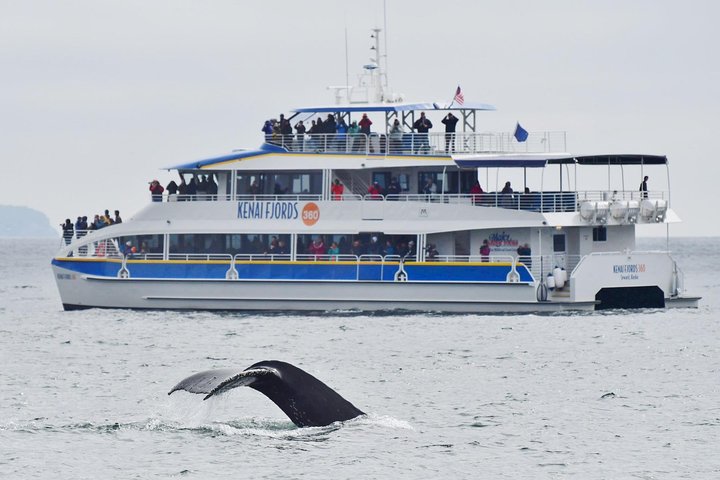 Naturskjønn isbre- og dyrelivscruise i Kenai Fjords nasjonalpark, Seward, Alaska, foto 8 | wizardtrip