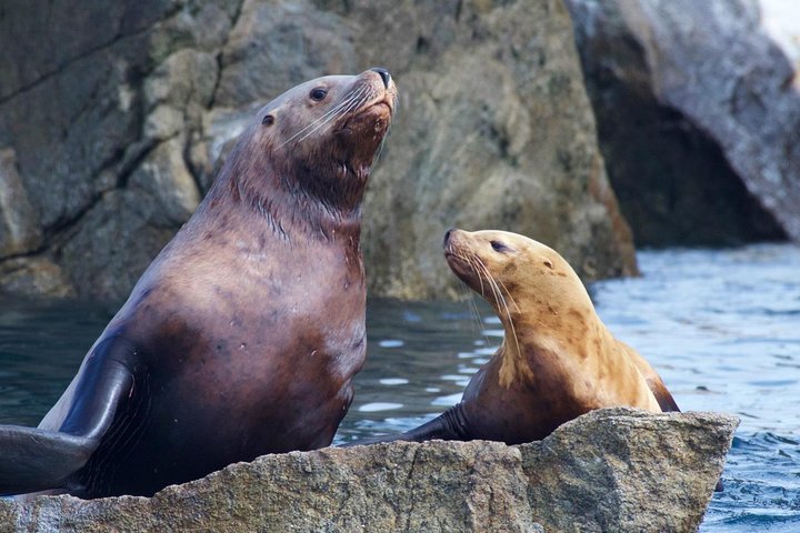 Naturskjønn isbre- og dyrelivscruise i Kenai Fjords nasjonalpark, Seward, Alaska, foto 9 | wizardtrip