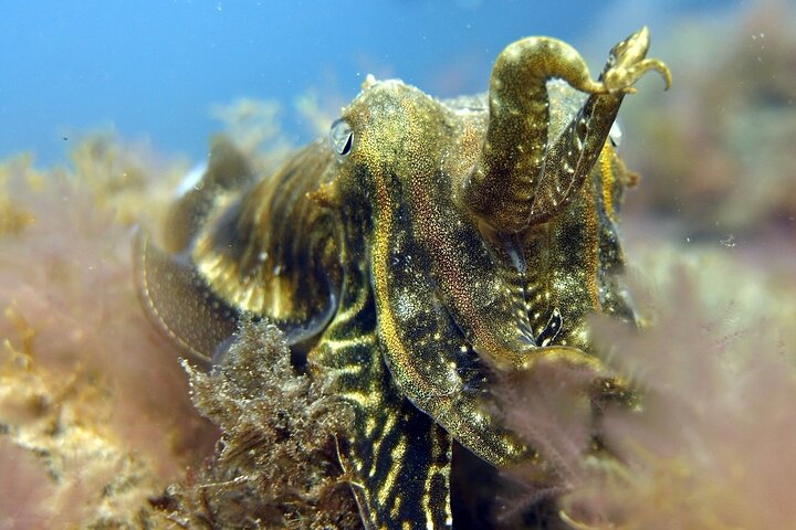 Begynder dykning i Gran Canarias klare vand, udforskning af havliv, foto 6 | wizardtrip