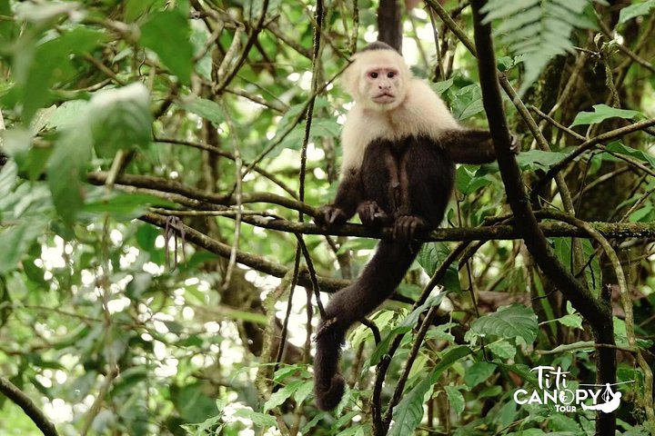 Opplev ziplining, rapellering og en Tarzan-sving i Costa Ricas regnskog nær Quepos, foto 11 | wizardtrip